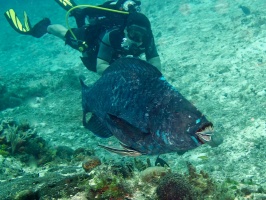 Diver with Midnight Parrotfish IMG 9198